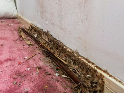 About Canyon Creek Services - water mitigation experts in Roseville